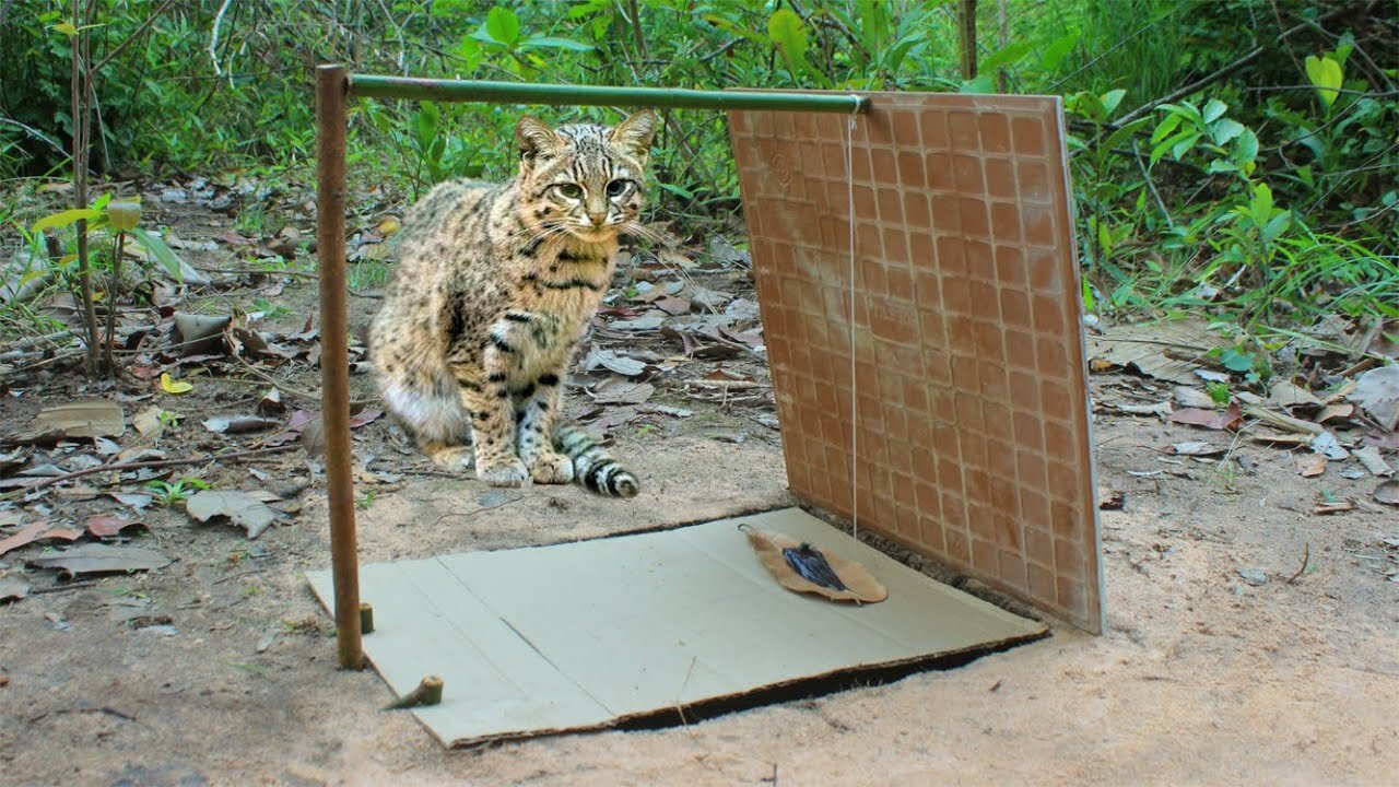 Ancient Wild Cat Trap Wild Cat trap Made Of Tile