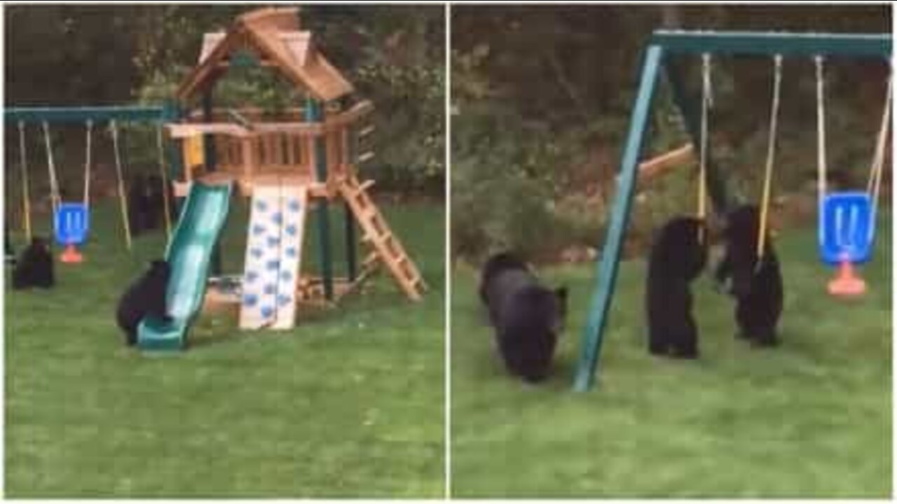 Crias de urso invadem parque infantil nos EUA!