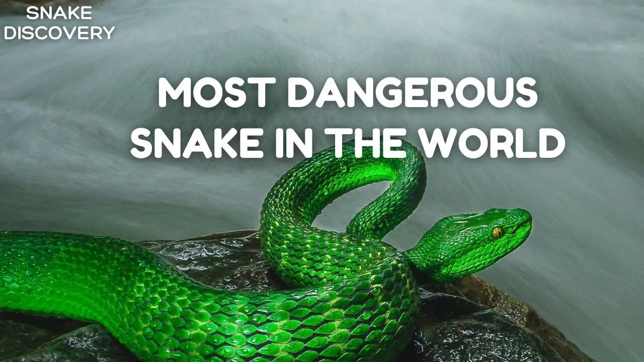 MOST DANGEROUS SNAKES IN THE WORLD