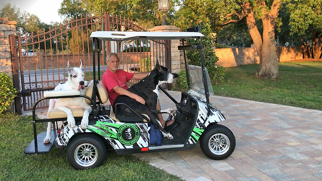 Laid Back Great Danes Relax on a Golf Cart Ride