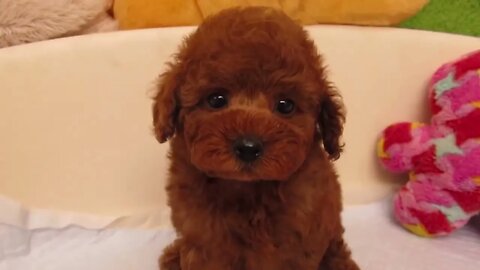 Funniest Dogs And Cats Videos Hub - Best Funny Animal Videos 2023