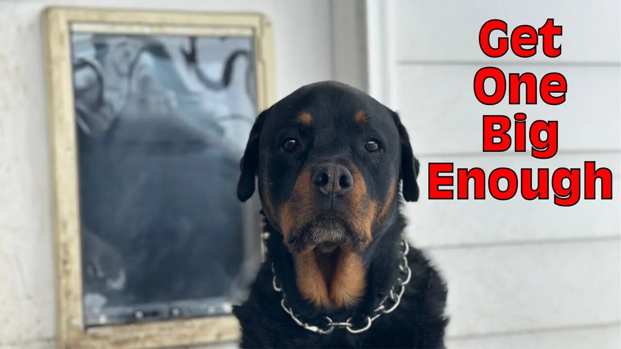 Which Doggy Door Should You Get For A Rottweiler? Ruff Weather Pet Door Overview