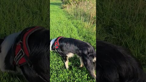 Mylo happy with himself after rolling in cow poo 💩