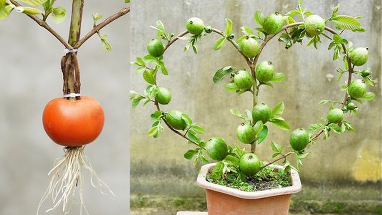 The Secret To Creating A Guava Heart