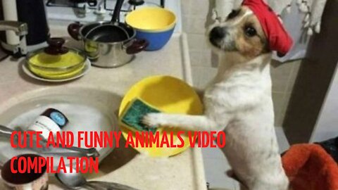 Cute and Funny Animals Video Collection.I'm The Best Funny Videos 2021