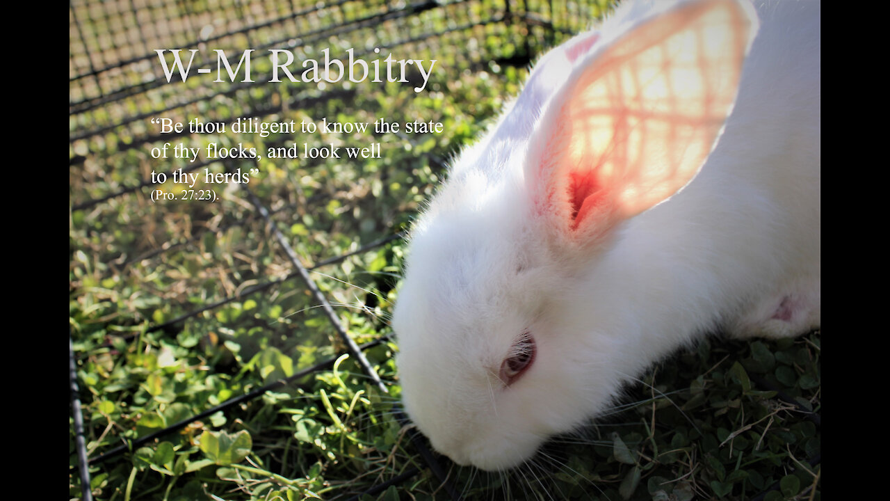 How We Learned Rabbitry: Automatic Watering System