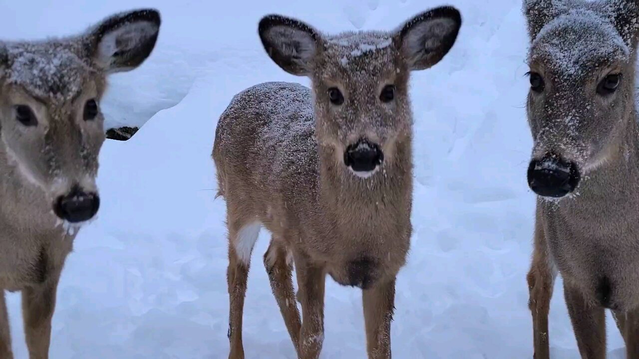 Snowy Day 3 Deer Come Looking for Food