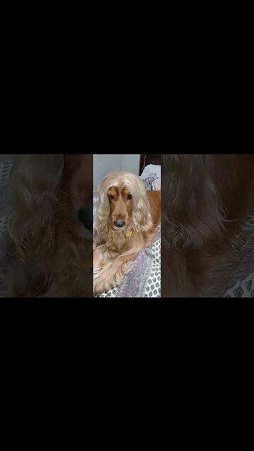 #dogshow , #amimals , #dogs , #shorts