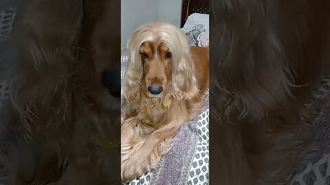 #dogshow , #amimals , #dogs , #shorts