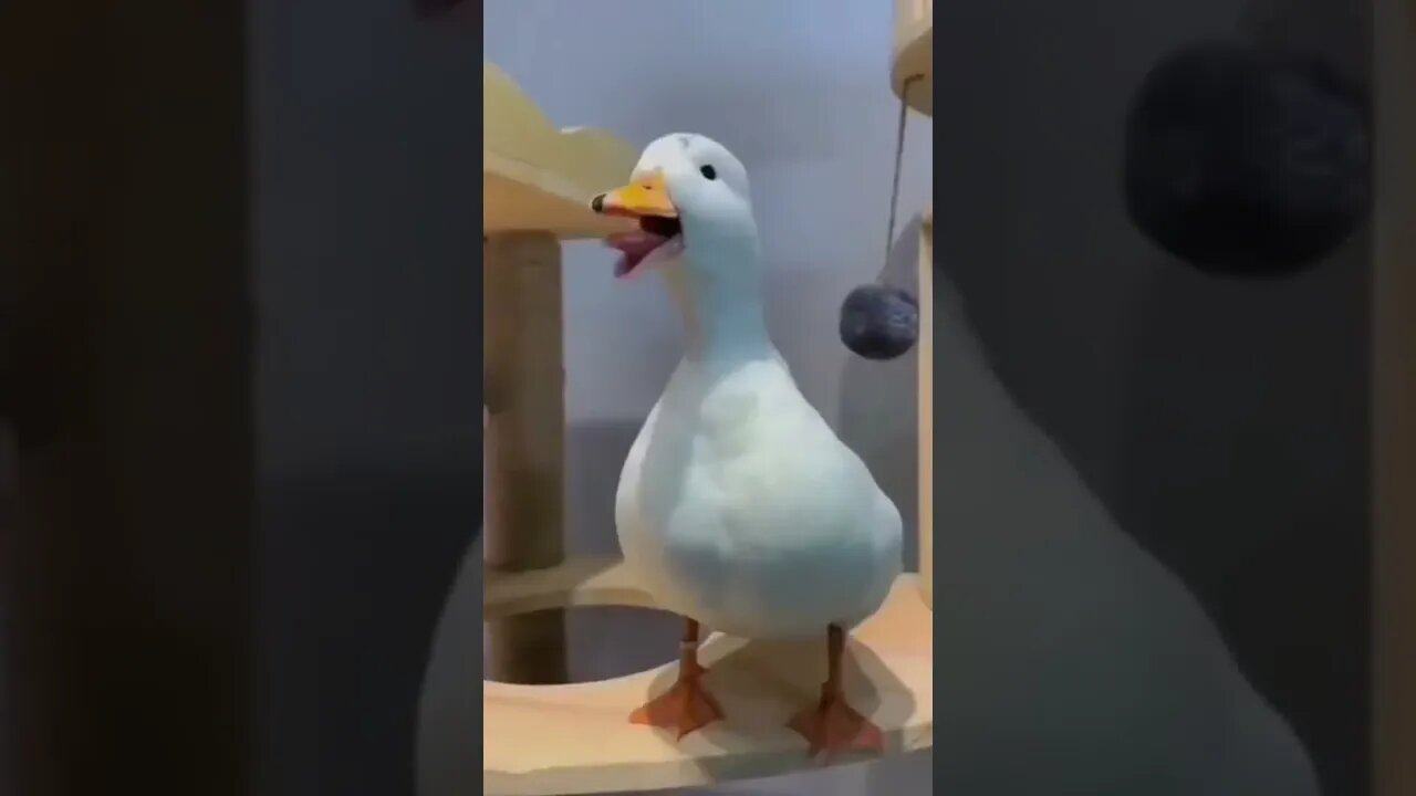 Ovo passando a perna no dog 🌱