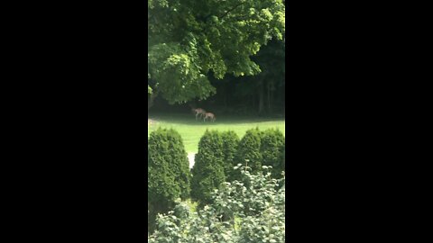 Deer