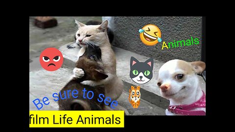 Animals