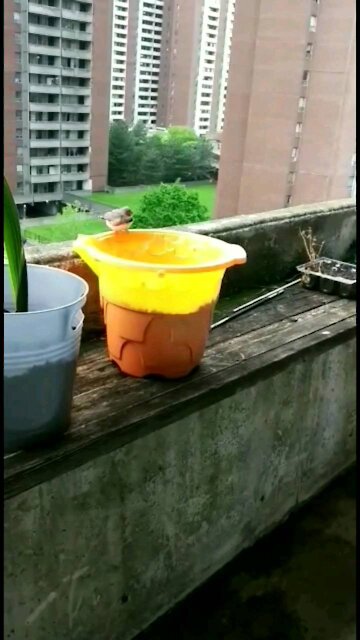 Unknown Guest at Balcony