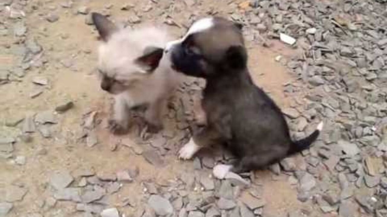 Dog playing with cat - One month old puppy playing with two month old kitten