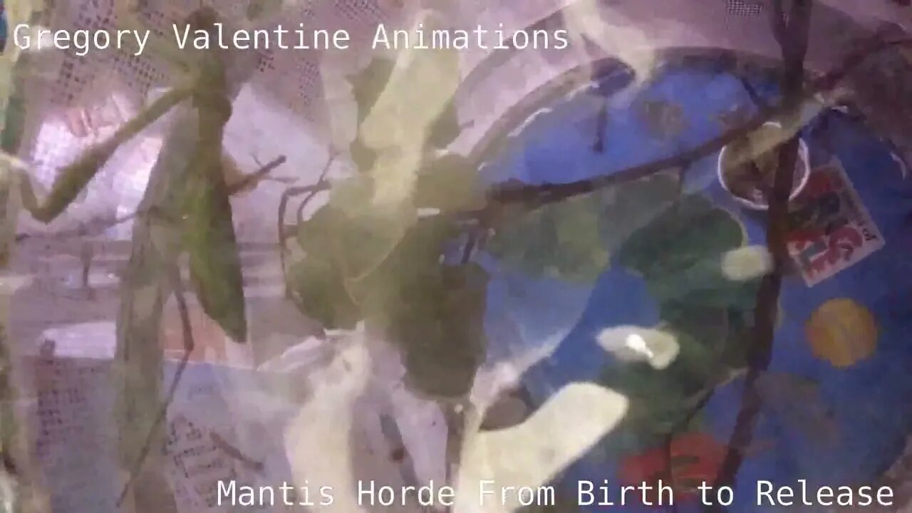 Birth of the Mantis Horde Dec 7 2022