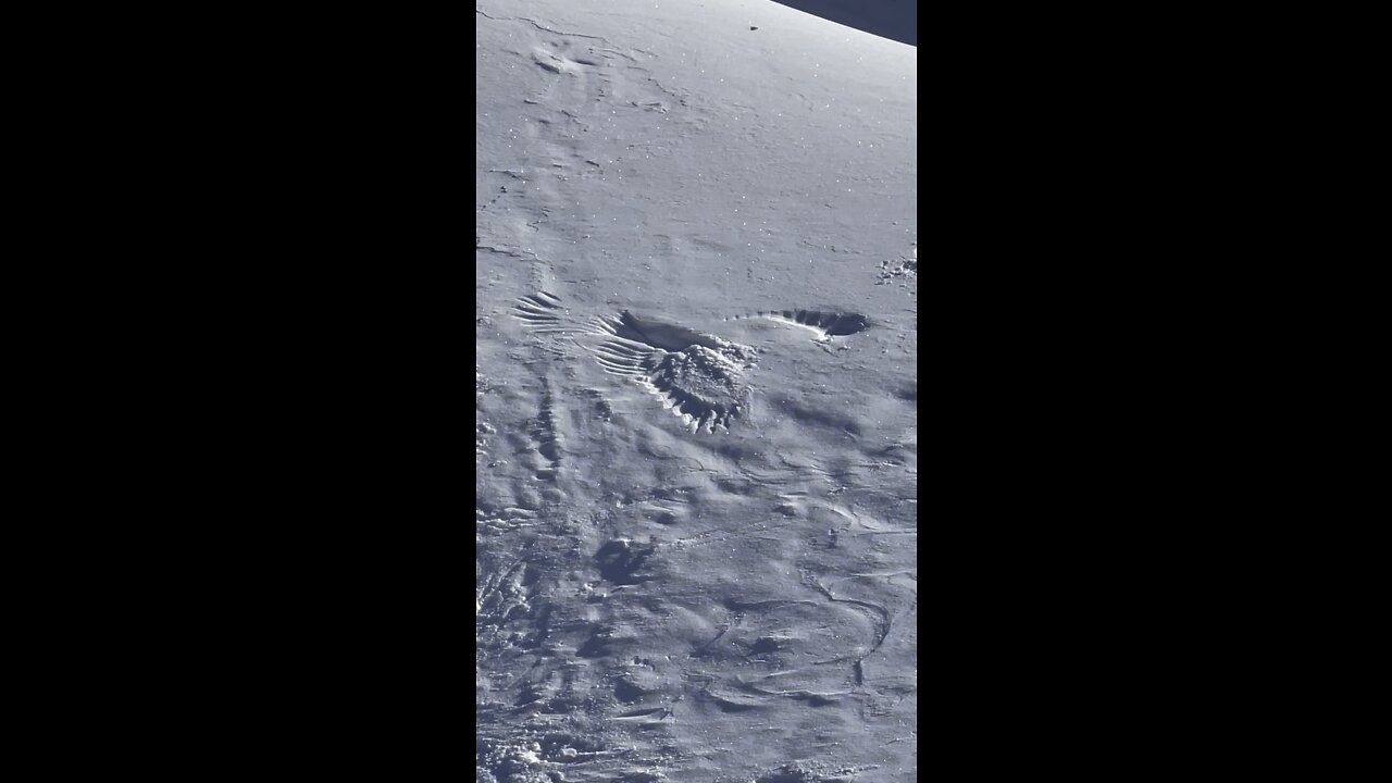 Bald eagle snow angel