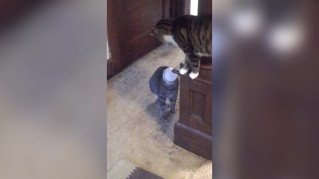 "Cat Backs Away To Get Her Head Out Of KFC Container While Another Cat Judges Her"