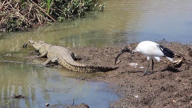 A Bird Pecks At The Crocodile’s Tail But The Croc Can’t Be Bothered