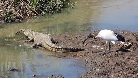 A Bird Pecks At The Crocodile’s Tail But The Croc Can’t Be Bothered