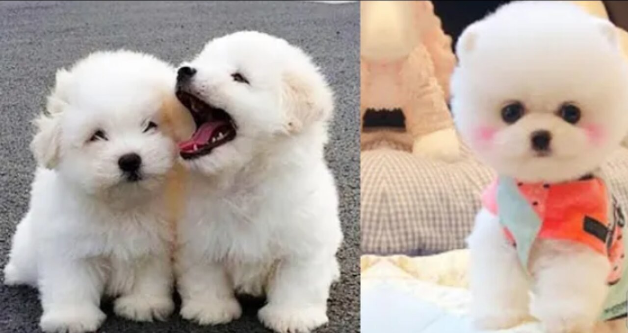 My dog very hungry and eat ice cream