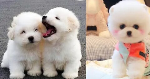 My dog very hungry and eat ice cream