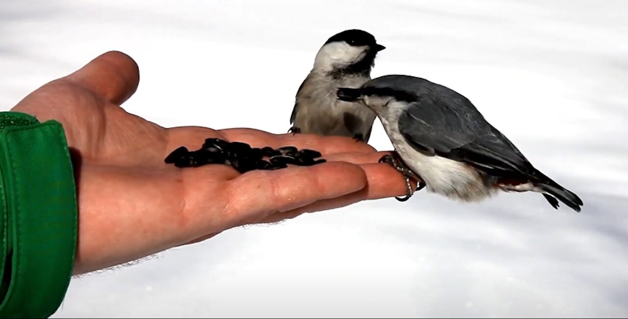 How Birds Eat