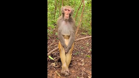 #monkey