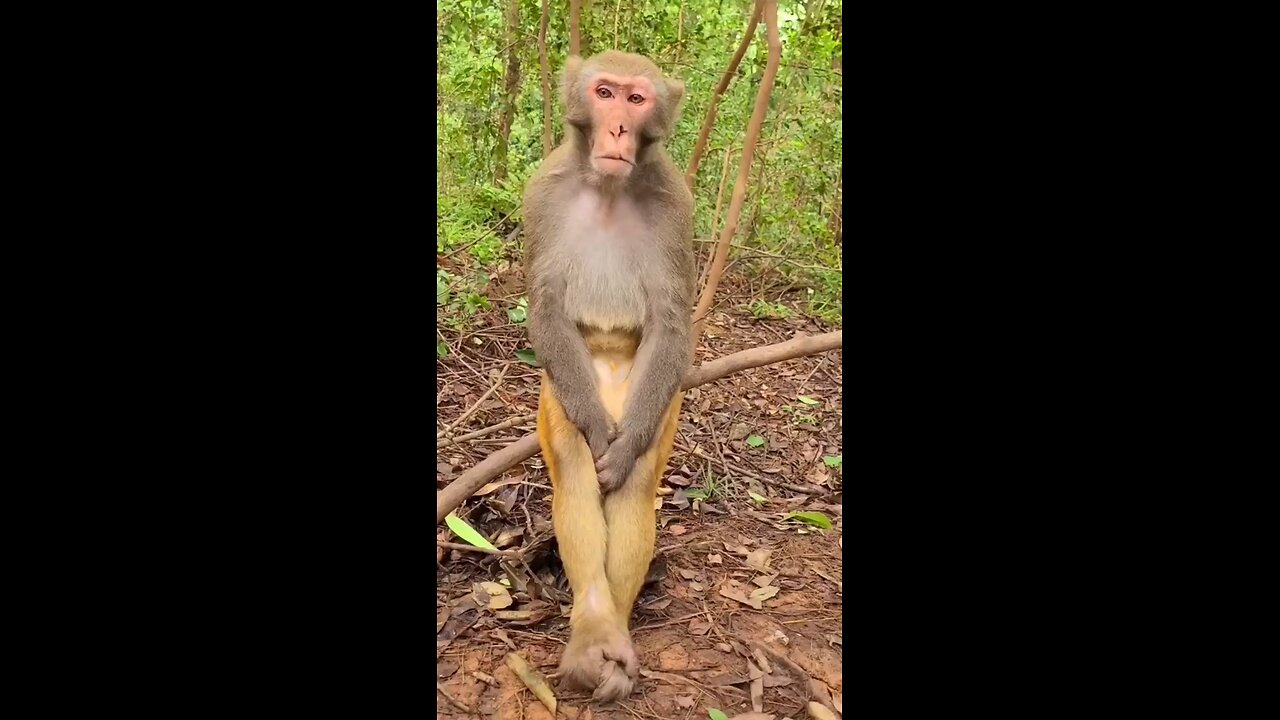 #monkey