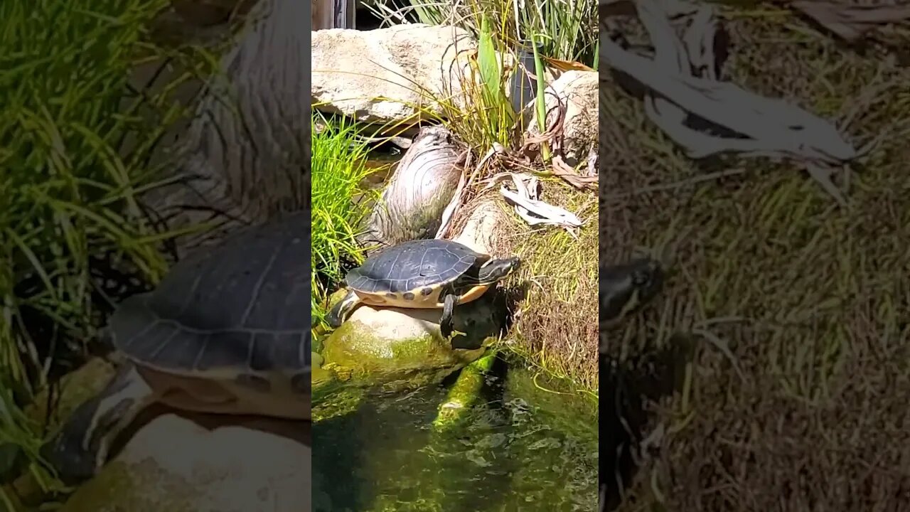 Yellow belly slider turtle enjoying the morning sun #shorts #turtles