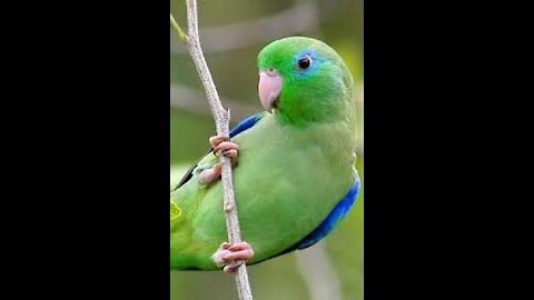 The most cute & smart parrot ever