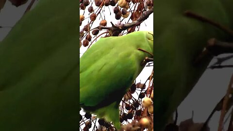rose ringed parakeet
