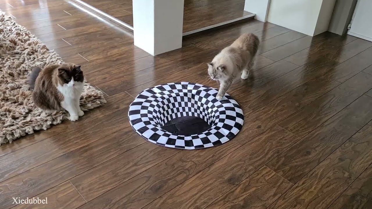 Cats vs indoor sinkhole (can our cats see optical illusion)