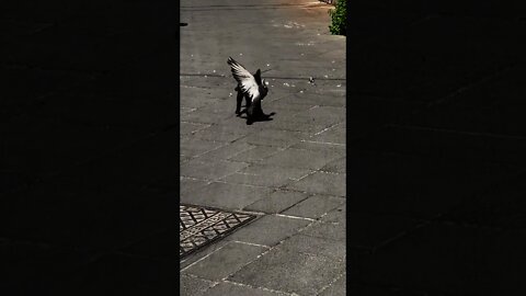 Será que o gato conseguiu pegar a bombinha