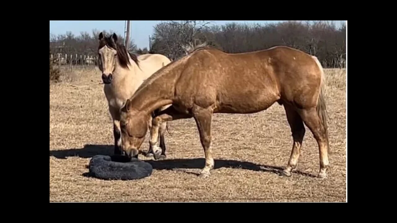 Scary Cat Bed Looks Like A Horse Eater To Horses - Poor Horses Getting Scared By Mean Guy