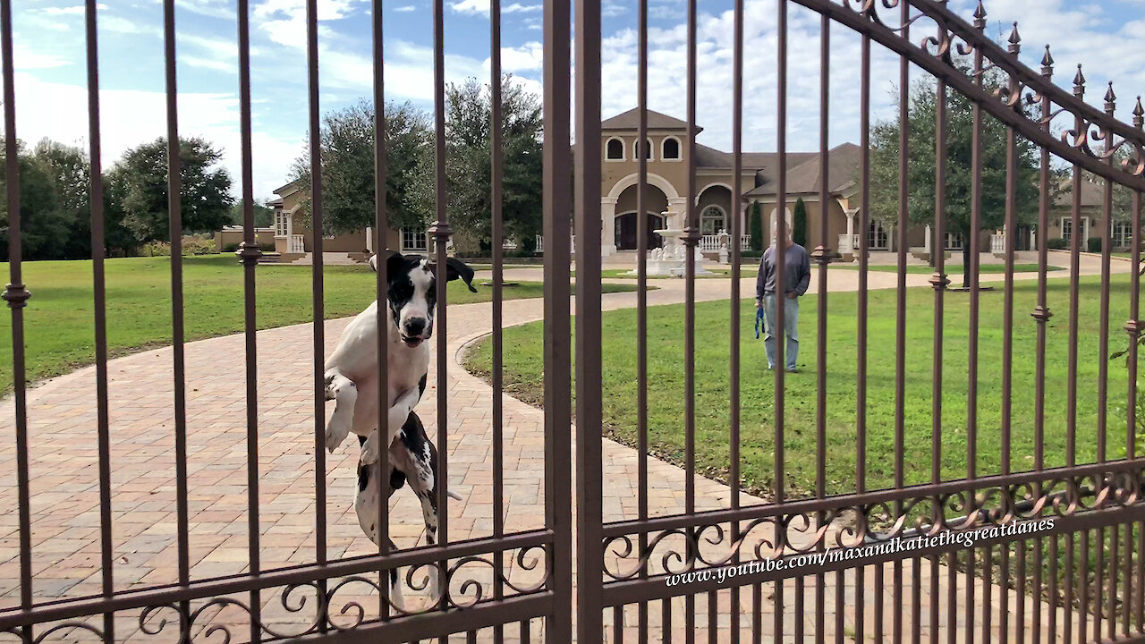 Funny Bouncing Great Dane Watch Dog