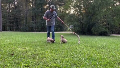 Frankie-Bomp x Komodo pups at 11 wks