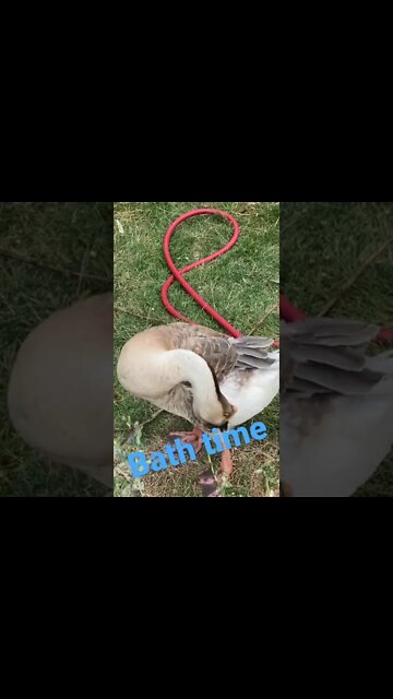 Bath time for the geese #geese #homestead #animals #bathtime