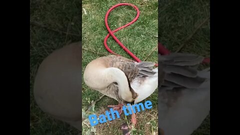 Bath time for the geese #geese #homestead #animals #bathtime