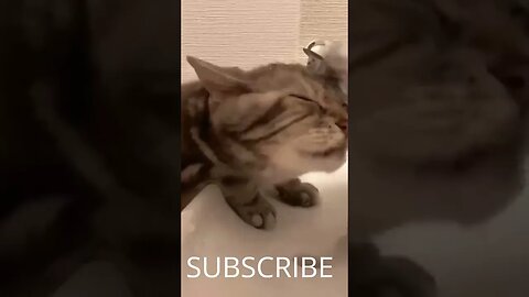Fun Funniest Cats And Dogs Videos 😂 - Best Funny Animal Videos 2023 😅