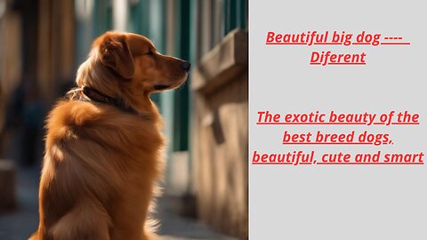 Beautiful big dog ---- Diferent