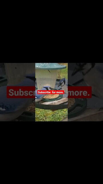 Wild wild blujay #shorts #birds