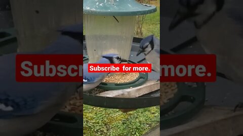 Wild wild blujay #shorts #birds