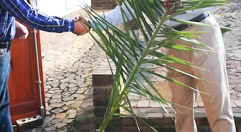 SOUTH AFRICA - Johannesburg - Palm Sunday (videos) (6eF)