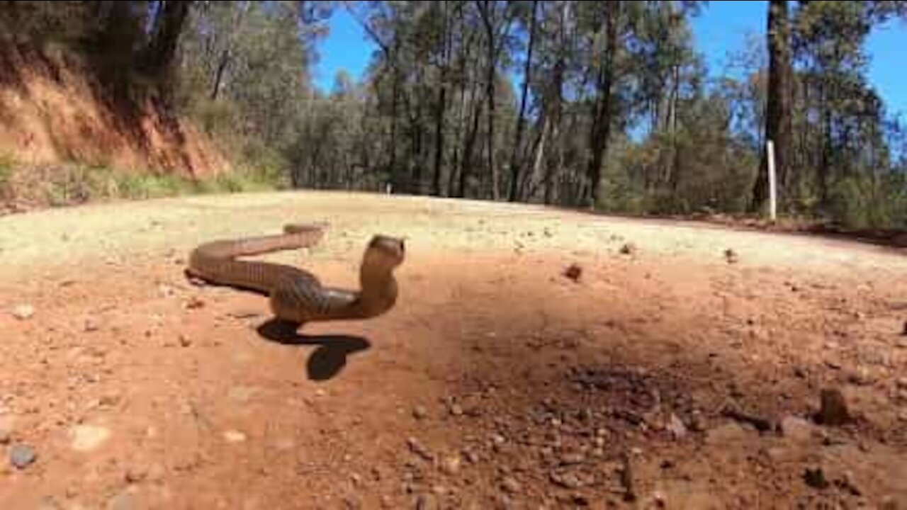 Ces serpents venimeux ont des comportements contraires