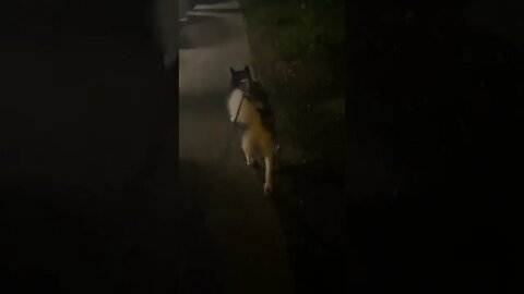 Shake it #shorts #short #husky