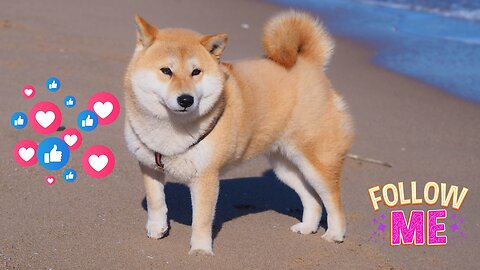 DOG BREEDS that look like FOXES 🦊