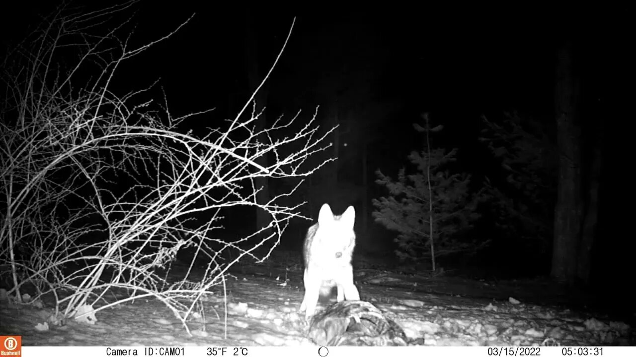 Coyote Eating Road Kill