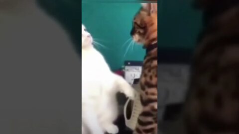 Best Cat Videos 2022 Will Make You Laugh #shortfeed #funny#cats #funnycatsvideos 😂