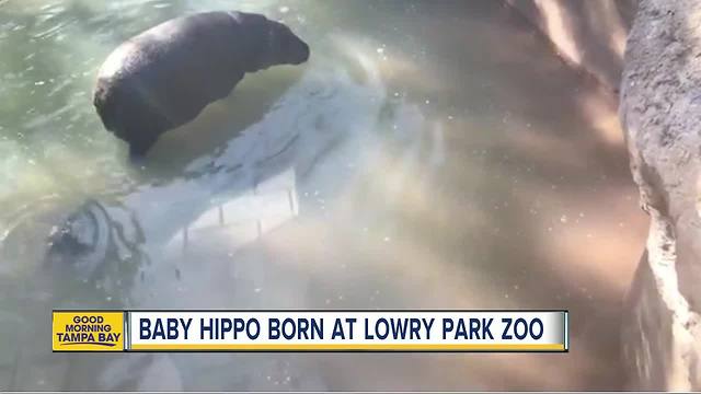 Baby hippo born at Lowry Park Zoo