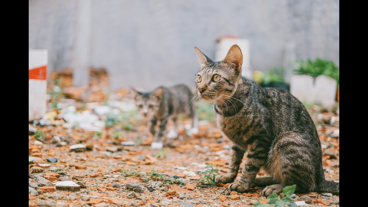 Funny animals compilation #41.